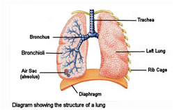 Respiratory Tract